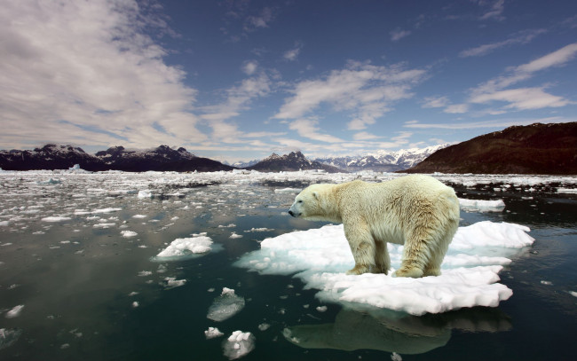 Обои картинки фото животные, медведи