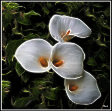 Картинка 3д графика flowers цветы калы