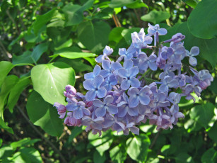 Картинка цветы сирень