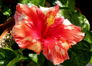 Картинка цветы гибискусы пятнистый оранжевый