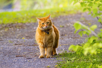 Картинка животные коты рыжий