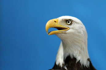 Картинка животные птицы хищники орёл