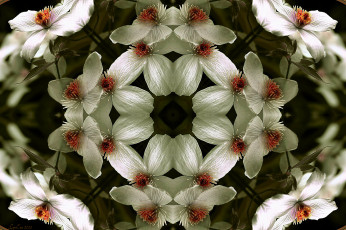 Картинка цветы клематис ломонос фрактал