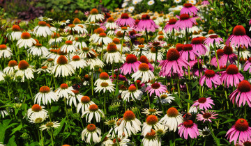 Картинка цветы эхинацея белый пурпурный