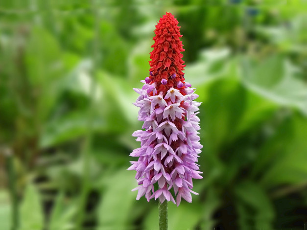 Обои картинки фото цветы, лето