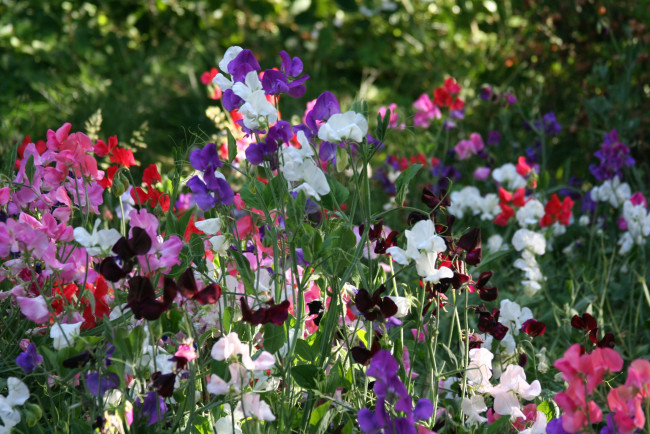 Обои картинки фото цветы, душистый, горошек, разноцветный