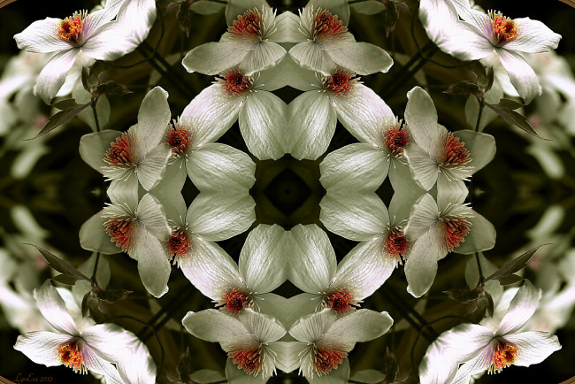 Обои картинки фото цветы, клематис, ломонос, фрактал