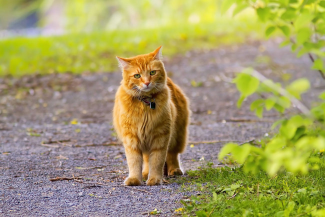 Обои картинки фото животные, коты, рыжий