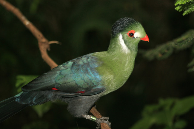 Обои картинки фото животные, турако, зеленый, хохолок