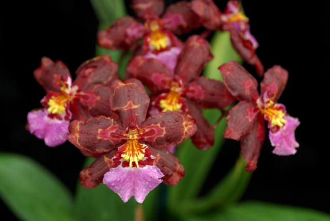 Обои картинки фото цветы, орхидеи, экзотика