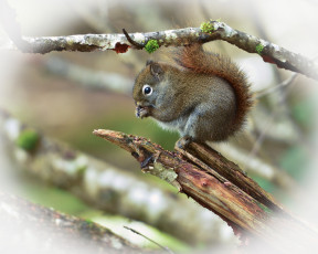 Картинка животные белки ветка белка