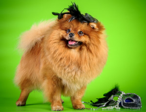 Картинка животные собаки шпиц