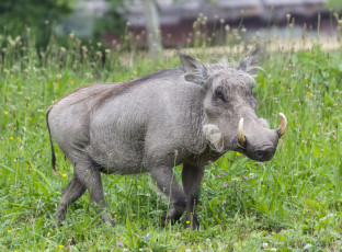 Картинка животные свиньи +кабаны бородавочник