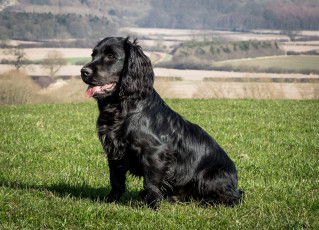 Картинка животные собаки лужайка пес