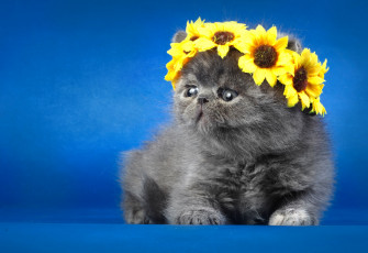 Картинка животные коты венок