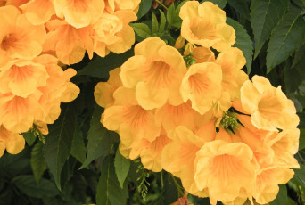 Картинка цветы кампсис+ текома желтый