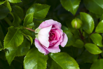 Картинка цветы розы бутон