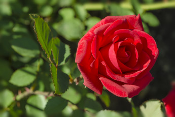 Картинка цветы розы красный