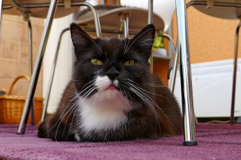 Картинка животные коты котяра