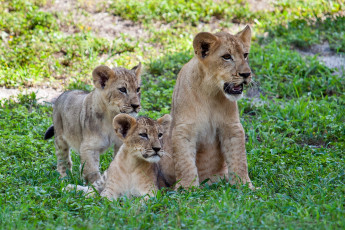 Картинка животные львы трио львята