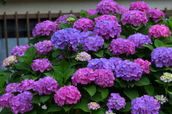 Картинка цветы гортензия куст