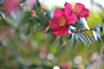 Картинка цветы камелии ветка