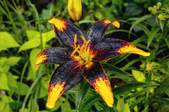 Картинка цветы лилии +лилейники черный