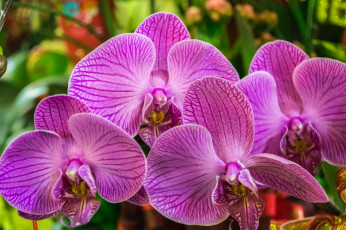 Картинка цветы орхидеи макро