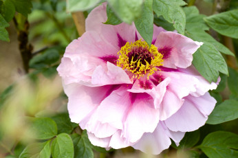 Картинка цветы пионы макро