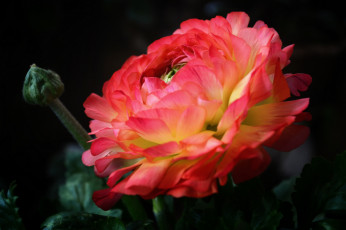 Картинка цветы ранункулюс+ азиатский+лютик макро