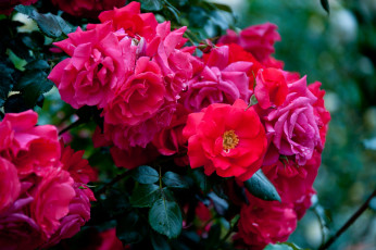 Картинка цветы розы куст