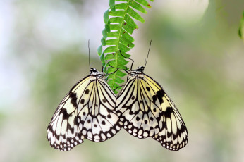 Картинка животные бабочки крылья