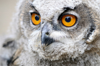 Картинка животные совы полярная сова