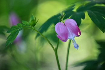 Картинка цветы дицентра+ разбитое+сердце сердечко