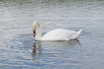 Картинка животные лебеди рябь белый