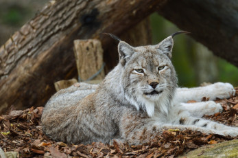 Картинка животные рыси зоопарк отдых кошка лежит кисточки