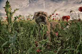 Картинка животные собаки собачка луг