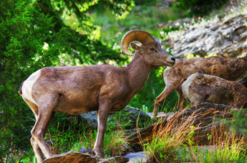 Картинка big+horn+sheep животные козы козел горный