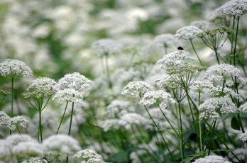 Картинка цветы луговые+ полевые +цветы дикая морковь