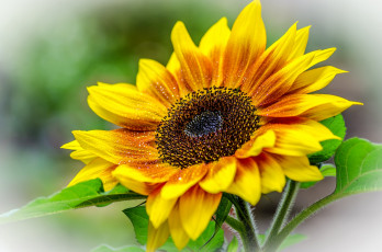 Картинка цветы подсолнухи макро