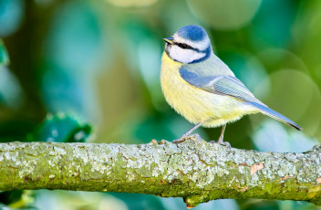 Картинка животные синицы +лазоревки птичка