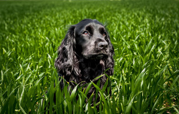 Картинка животные собаки пес луг