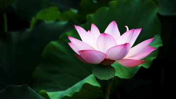 обоя цветы, лотосы, лепестки