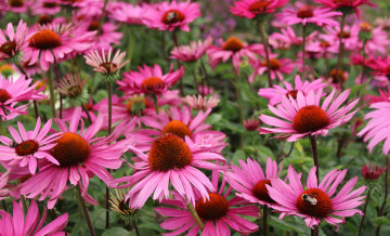 Картинка цветы эхинацея розовый