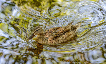 Картинка животные утки вода рябь блики клюв