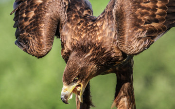 Картинка животные птицы+-+хищники клюв