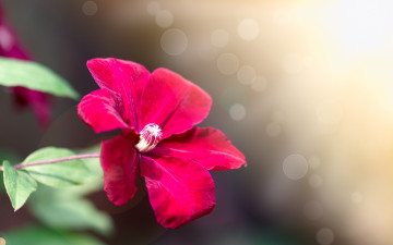 Картинка цветы клематис+ ломонос фон цветок веточка