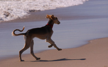 Картинка животные собаки собака