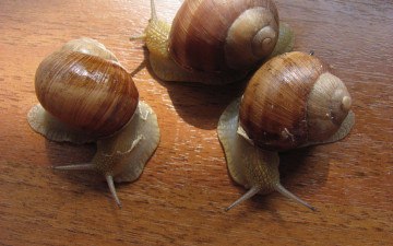 Картинка животные улитки