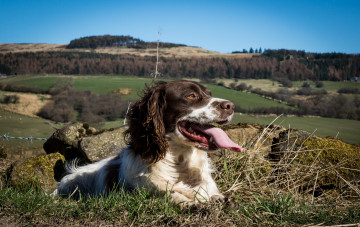 Картинка животные собаки пес язык